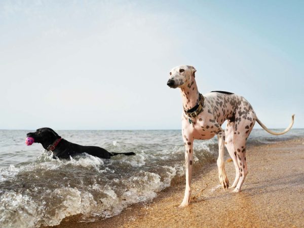 Genießen Sie den Ostsee Hundestrand