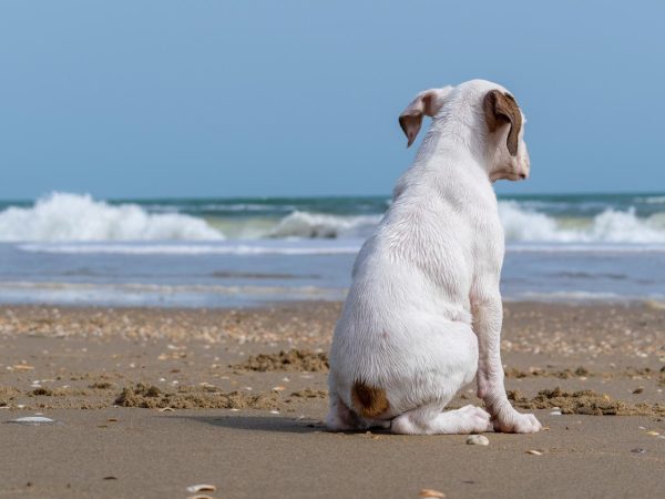Winterurlaub mit Hund an der Ostsee - MOMENTIC